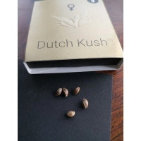 Dutch Kush Feminisiert - 3 Samen