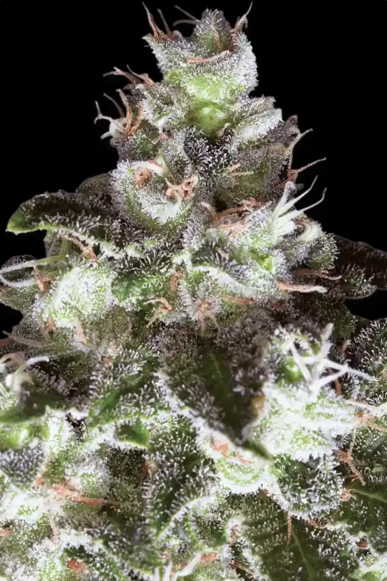 Original White Widow Feminisiert Ibl Hanfsamen Diskret Bestellen 6090