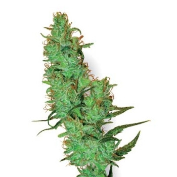 Cannabis Hanf Fenoqueen - Blumensamen / Einjährige Pflanzen - Samen-Mauser